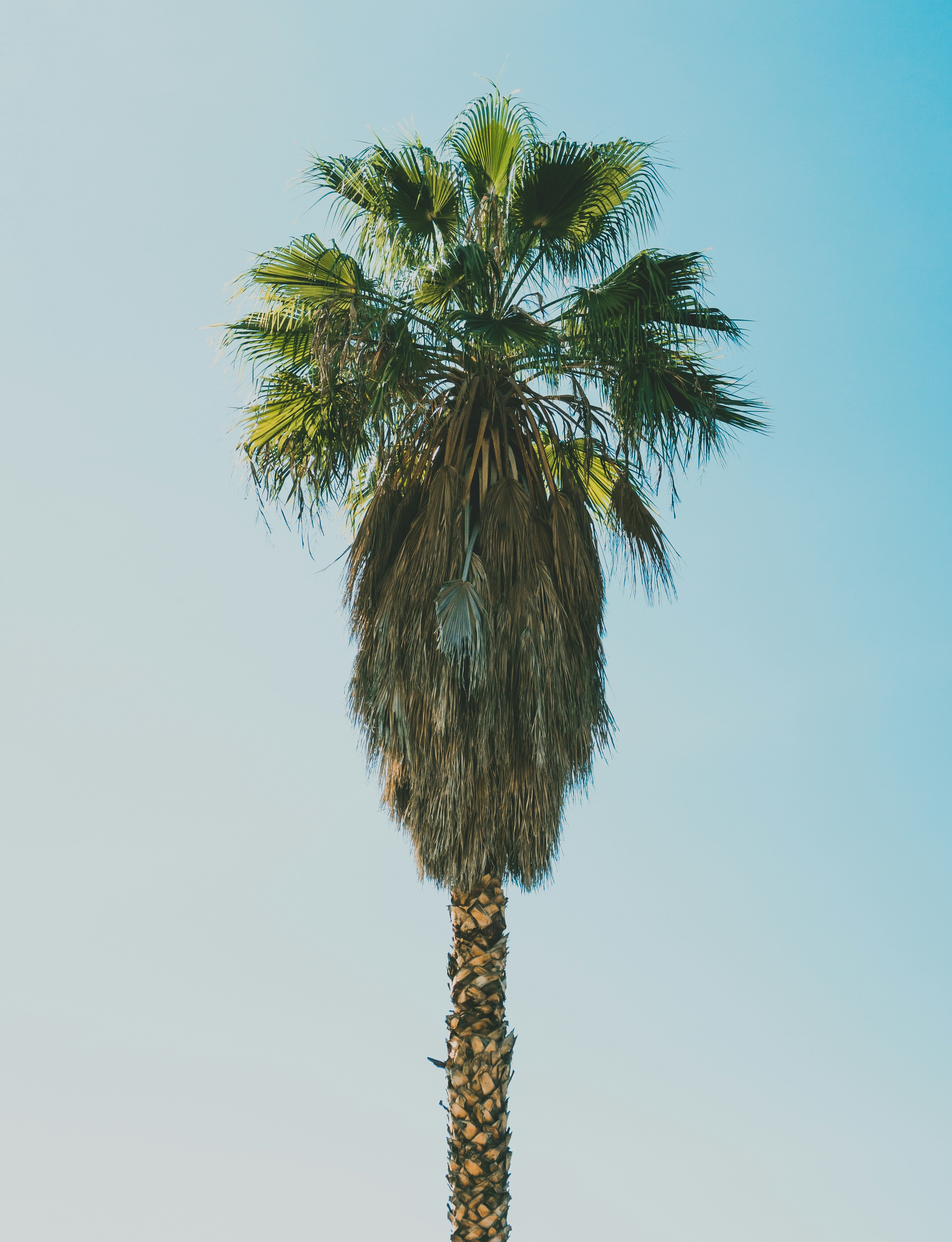 green palm tree under blue sky during daytime